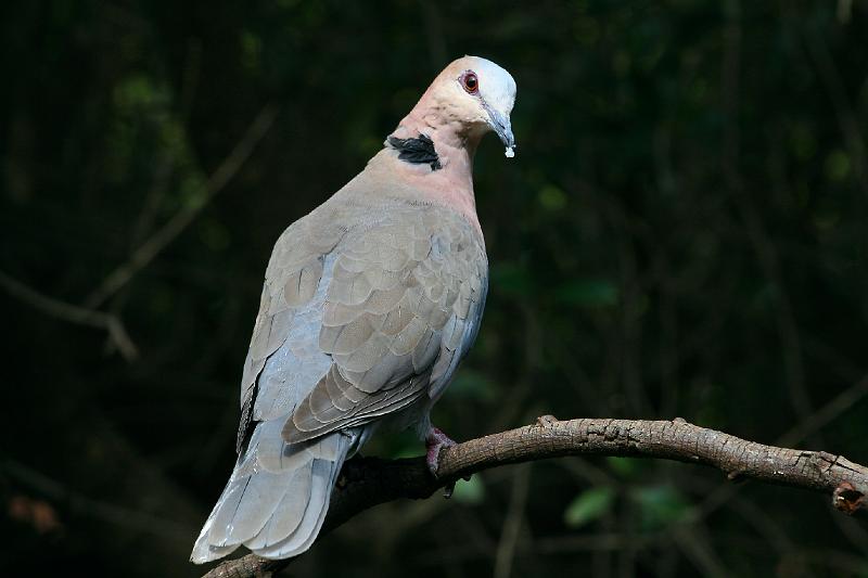 voels 060.jpg - Grootringduif. lekker geeet!